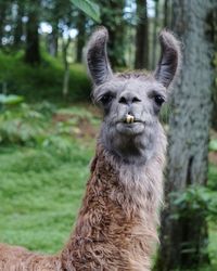 Portrait of a monkey in forest