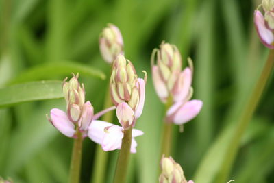Close-up of pink flowers blooming outdoors