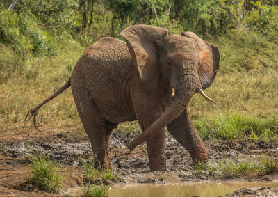 Elephant standing on land