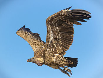 Low angle view of vulture flying against sky