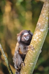 Tamarin monkey on tree