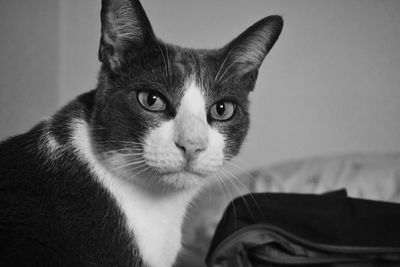 Close-up portrait of a cat