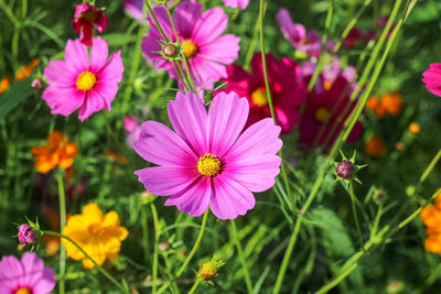 Close-up of pink cosmos flowers