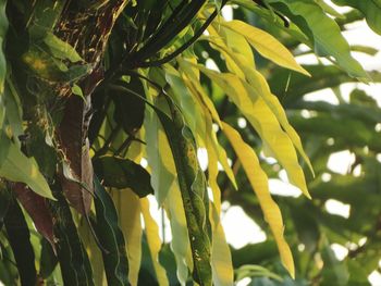 Close-up of fresh green leaves