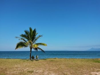 Coconut palm tree at beach against clear blue sky on sunny day