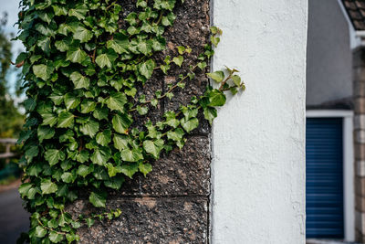 Green ivy leaves climbing old cement wall