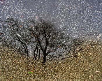 Close-up of tree against sky during winter