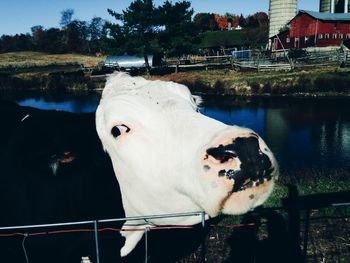 Close-up portrait of cow at farm