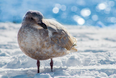 Close-up of bird perching on frozen snow
