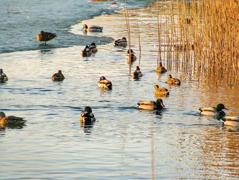 High angle view of ducks in lake