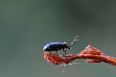 Close-up of insect on plant with copy space 