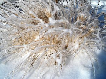 Close-up of frozen ice