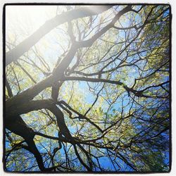 Low angle view of trees against sky