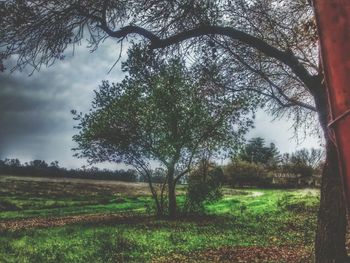 Trees on grassy landscape against clouds