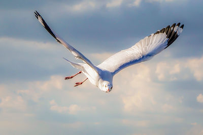Low angle view of seagull flying