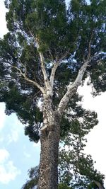 Low angle view of tree against sky