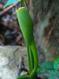 High angle view of plant growing on field
