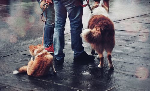 Low section of person with dog standing on footpath