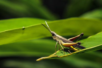 Grasshopper on a leaf