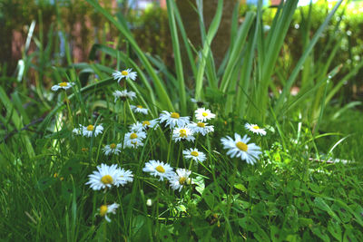 Close-up of white daisy flowers in field