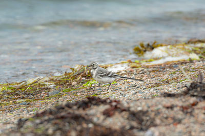 Close-up of bird perching on a land