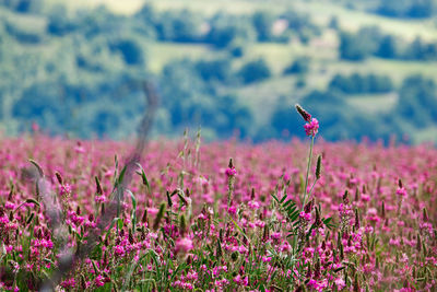 Close-up of purple flowers blooming on field