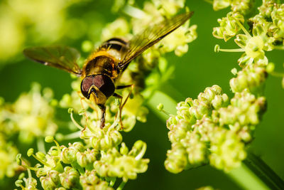 Close-up of hoverfly on flower buds