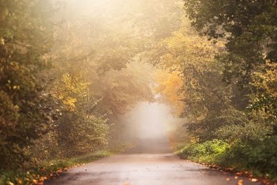 Road amidst trees in forest during autumn