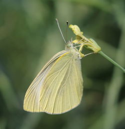 Close-up of plant