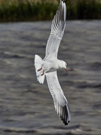 Close-up of seagull flying