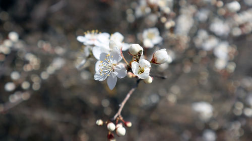 Close-up of white cherry blossom