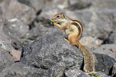 Squirrel on rock