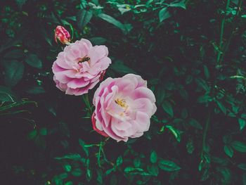 Close-up of pink rose blooming outdoors