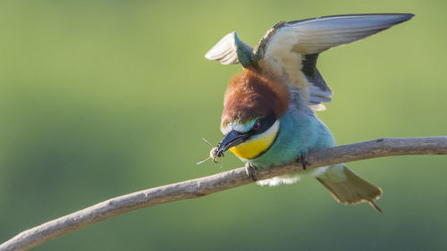 Close-up of bird holding prey in beak while perching on branch