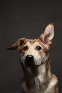 Close-up portrait of dog against black background