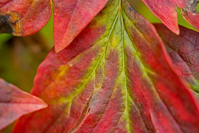 Full frame shot of autumnal leaves
