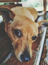 Close-up portrait of dog at home