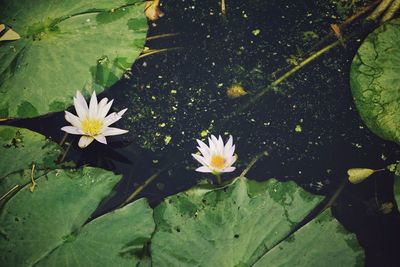 Close-up of lotus water lily in lake