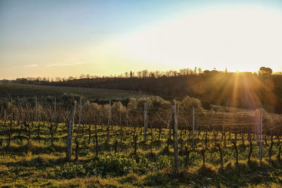 Scenic view of field against sky during sunset