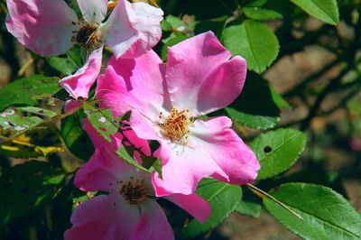 Close-up of pink flowers