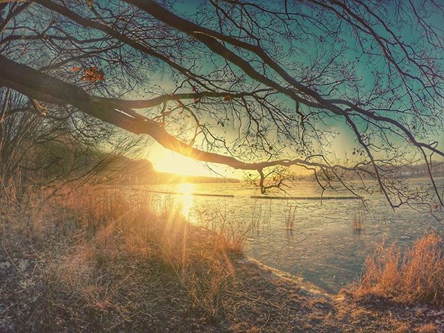 sun, bare tree, tranquility, tranquil scene, tree, scenics, sunset, nature, beauty in nature, water, sunlight, sky, branch, sunbeam, lake, lens flare, landscape, idyllic, silhouette, non-urban scene