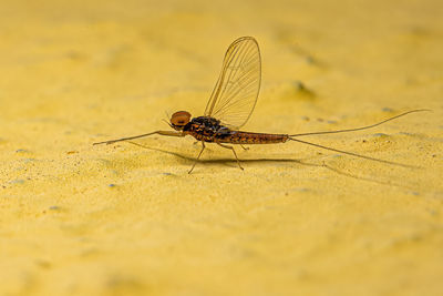 Close-up of insect