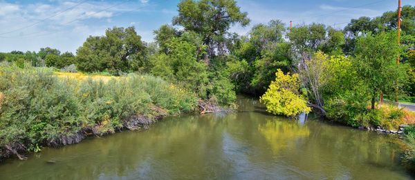 Scenic view of river by trees against sky