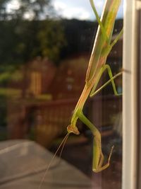 Close-up of insect on plant