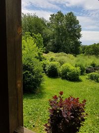 Scenic view of field and trees against sky