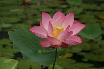 Close-up of pink lotus in pond
