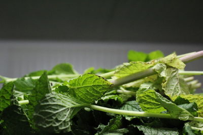 Close-up of fresh green leaves