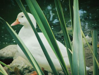 Close-up of bird