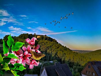 Scenic view of flowering plants against blue sky