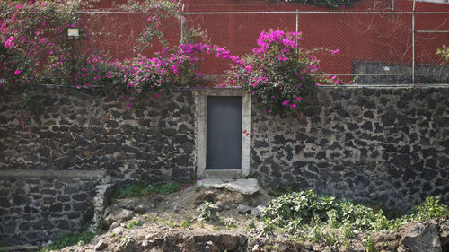 Potted plants on wall of house